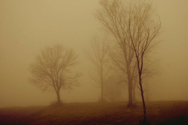 Le brouillard d automne apporte la tristesse