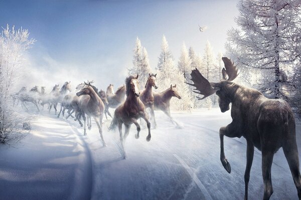 Fabulous horses galloping on a snowy road