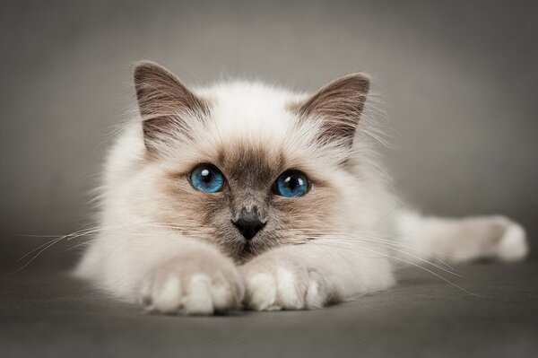 Gatito blanco con ojos azules