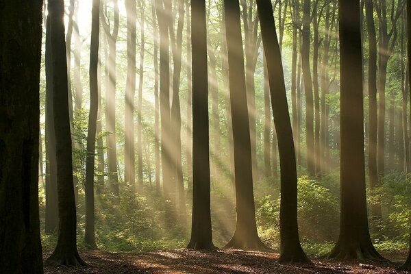Деревья в лесу среди солнца