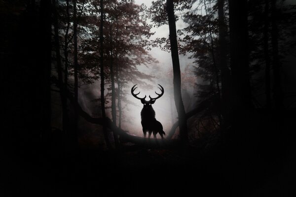 A horned deer in a dark forest