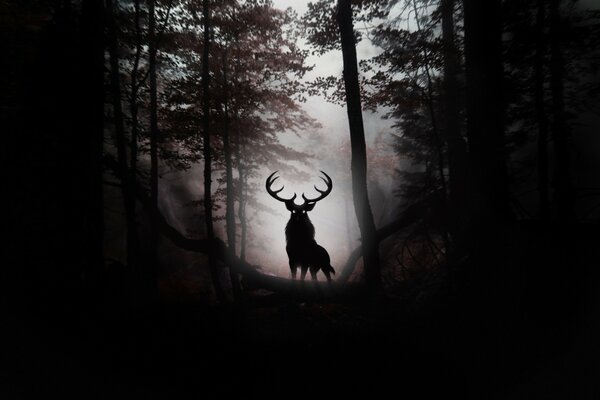 Ciervo en el bosque oscuro