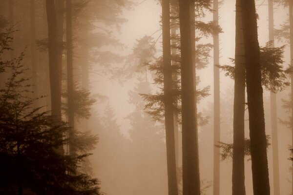 Nebel im Sommer Wald Sepia