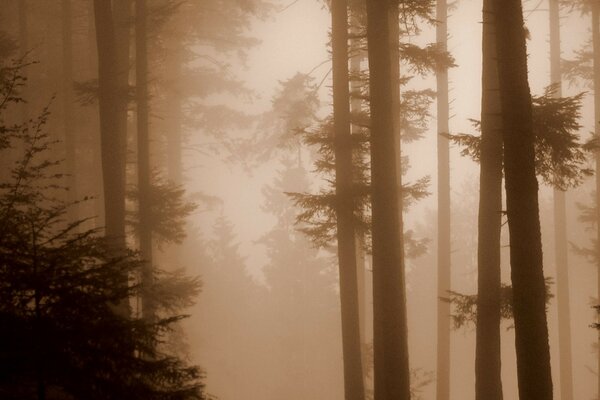 Туман в лесу летом сепия