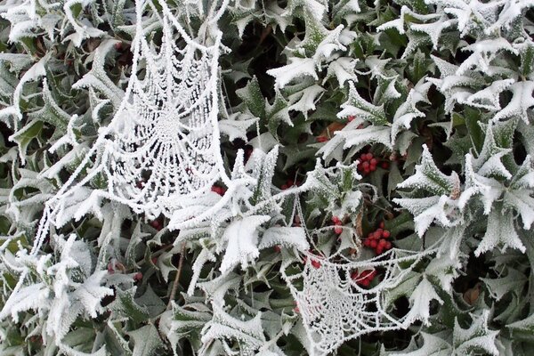 Spinnennetz im Schnee im Winter mit Frost