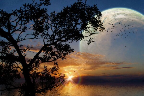 A tree at sunrise against the background of the sea