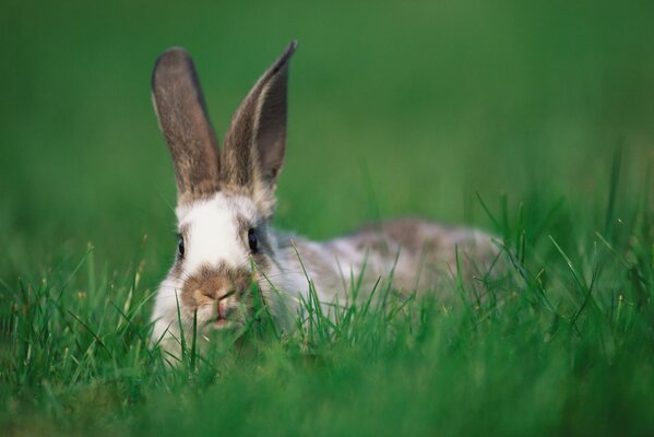 The hare is hiding in the green grass