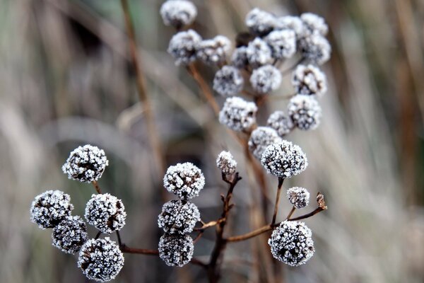 Background of a branch covered with snow