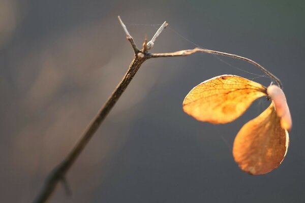 Herbstzweig mit Spinnennetz und Herbstblatt