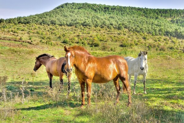 Horses graze in the field