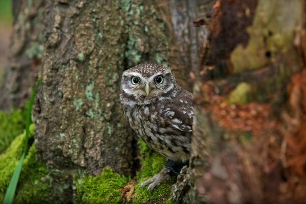 A grey owl looks out between the trees