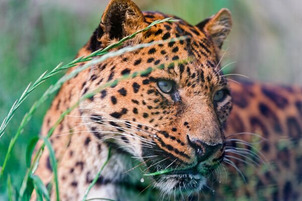 Leopardo macchiato in agguato nell erba