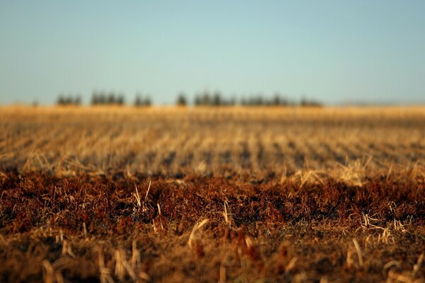 Campo de tierra arado en otoño