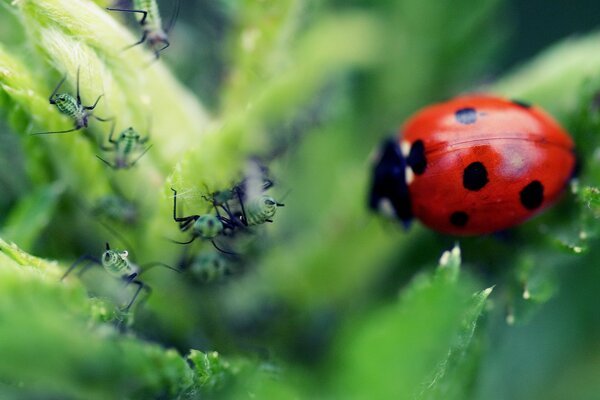 Gros plan de coccinelle et fourmi sur une feuille