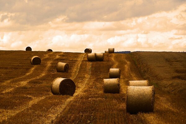 Herbst. Das Feld. Ernte