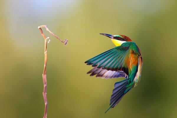 Heller farbiger Vogel im Flug