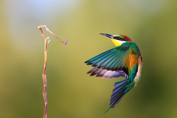 A bright colored bird in flight