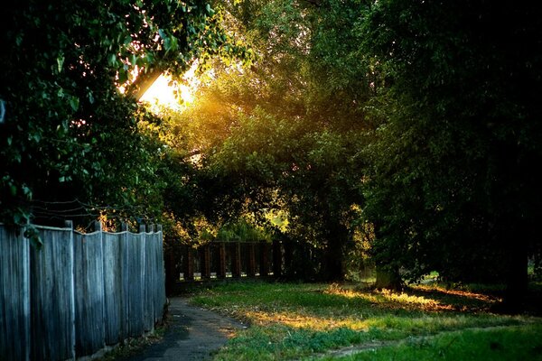 Valla y hierba verde. Los rayos del sol brillan a través de los árboles