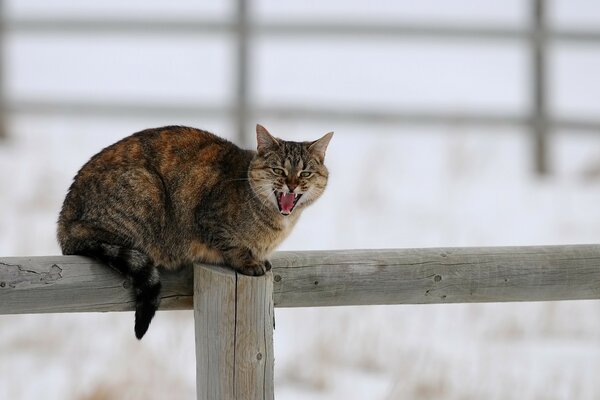 Eine gefleckte Katze am Zaun. Winter