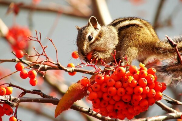 Ein Streifenhörnchen auf einem Ast versteckt eine Eberesche hinter der Wange