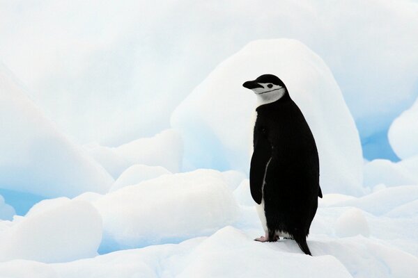 A penguin stands in the snow in Antarctica