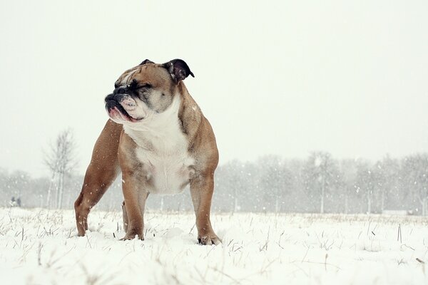 Bulldog anglais sur fond de nature hivernale