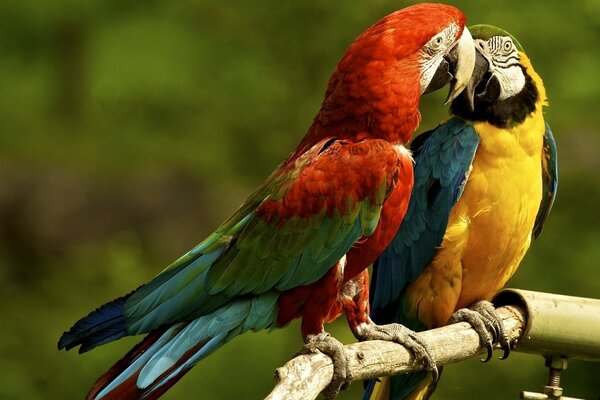 A couple of beautiful aro parrots