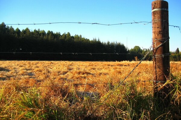 Il campo autunnale è il momento dell oro