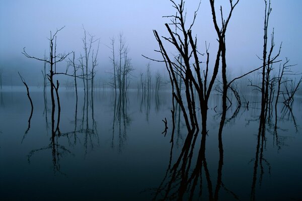 A dark forest in the trees in the reflection of water