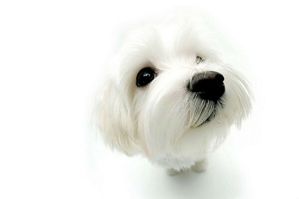 Chien blanc avec des yeux noirs et un bec