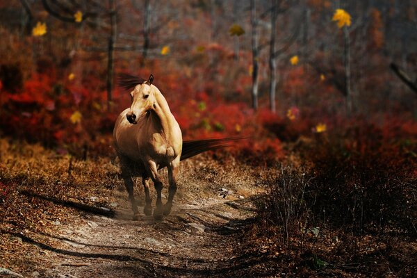 Pferd reitet auf der Herbststraße