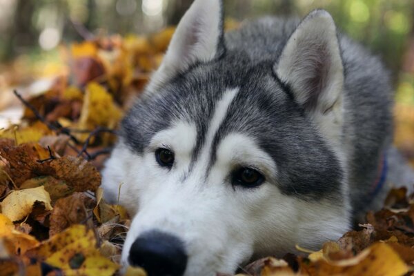 Husky lies in the autumn foliage with sad eyes