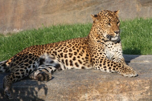 A wild cat basks on a rock under the sun