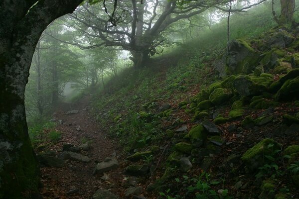 Sendero de piedra en la niebla