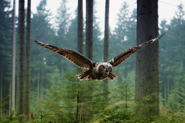 An owl during a flight in the forest