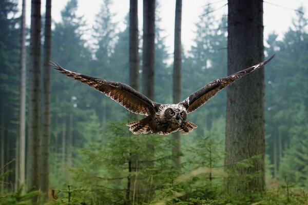 Búho en el momento del vuelo en el bosque