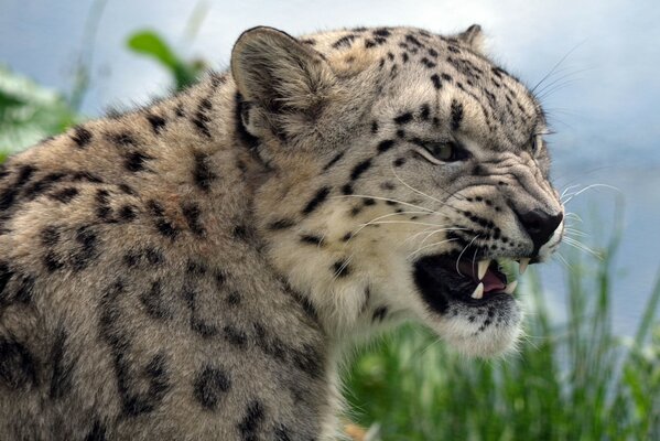 El leopardo enojado muestra colmillos