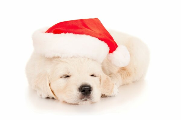A white puppy in a red cap