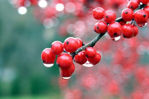 Rote Viburnum oder rote Eberesche