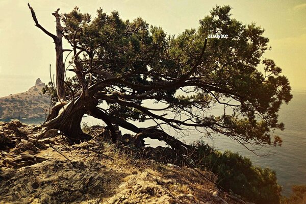 Ein vom Wind gebeugter einsamer Baum auf einem Felsen