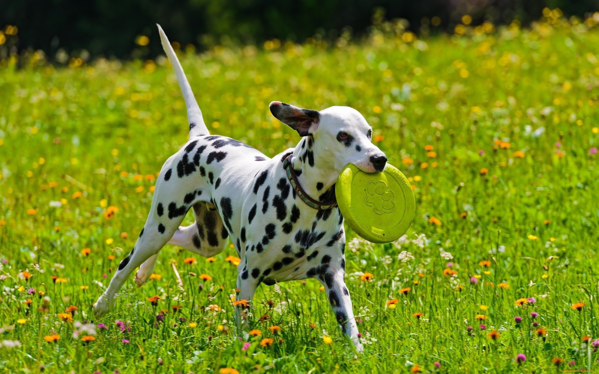 dog game dalmatians spot