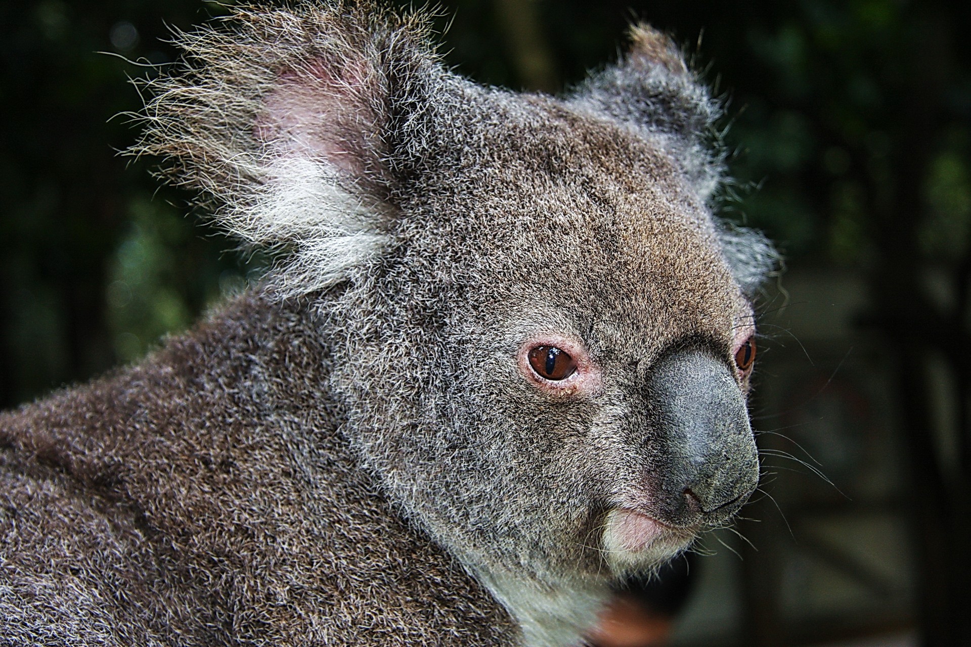 koala animals view