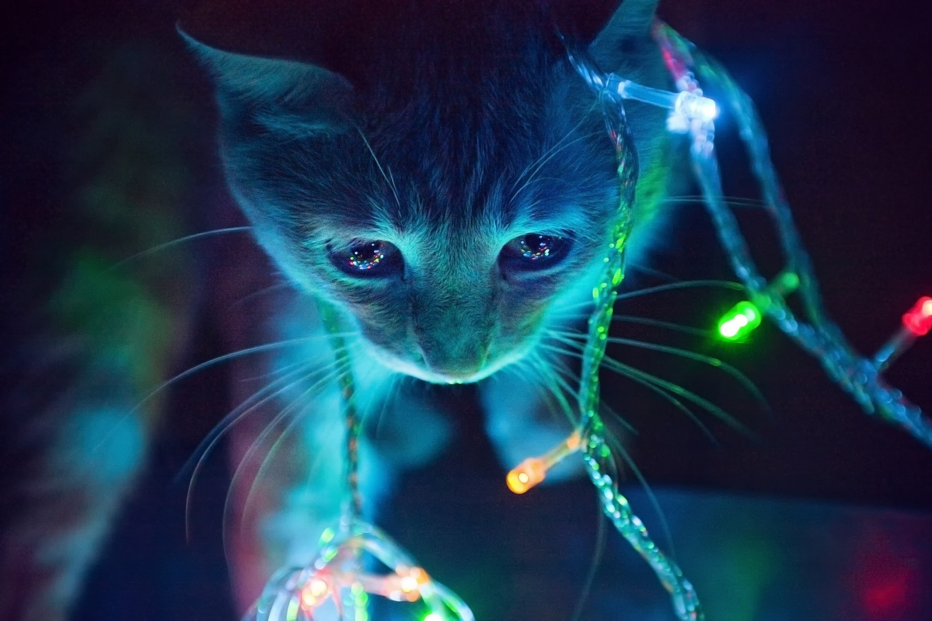 luces gato guirnalda