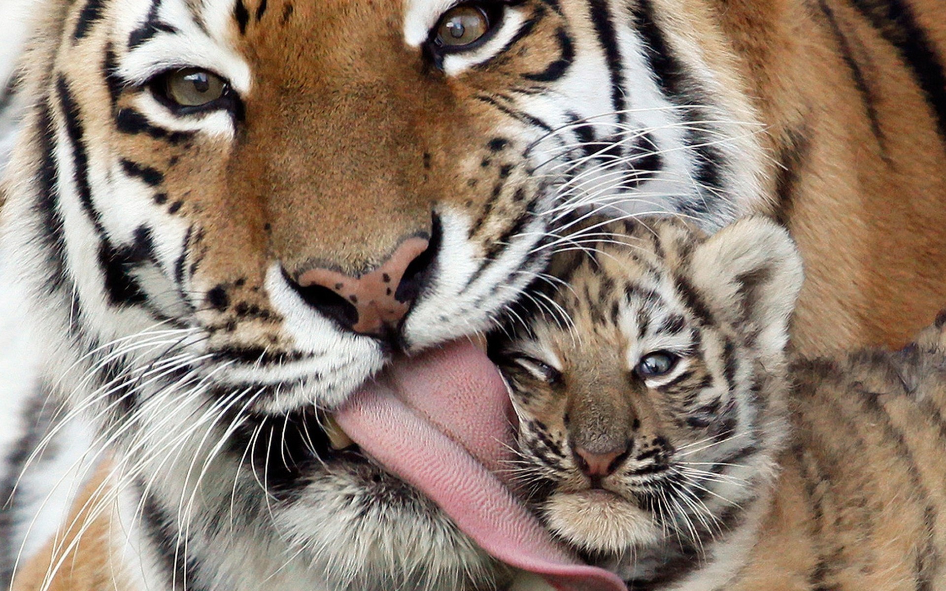 zärtlichkeit eltern raubtiere kinder tiger