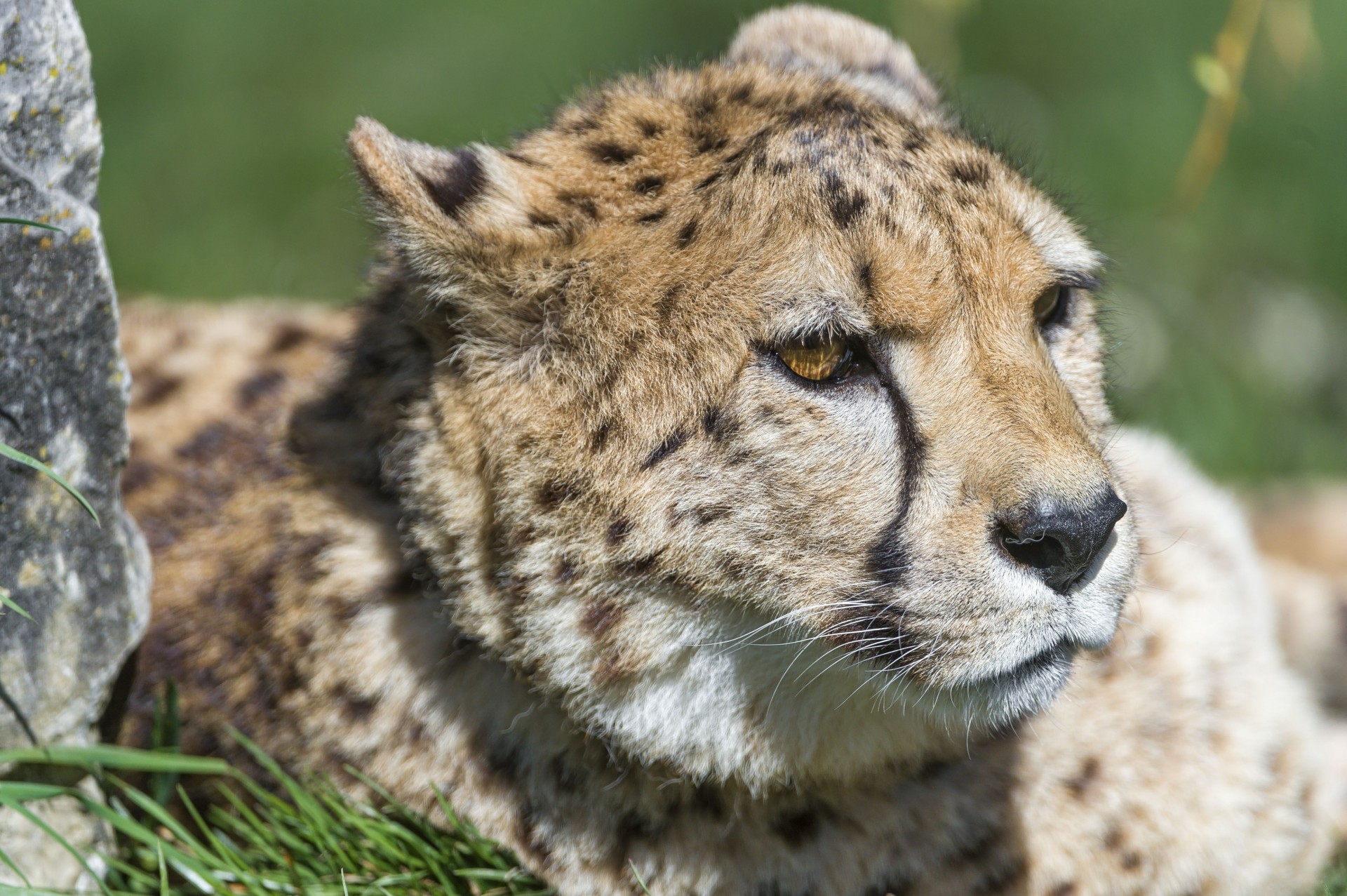 wild cat cheetah portrait predator