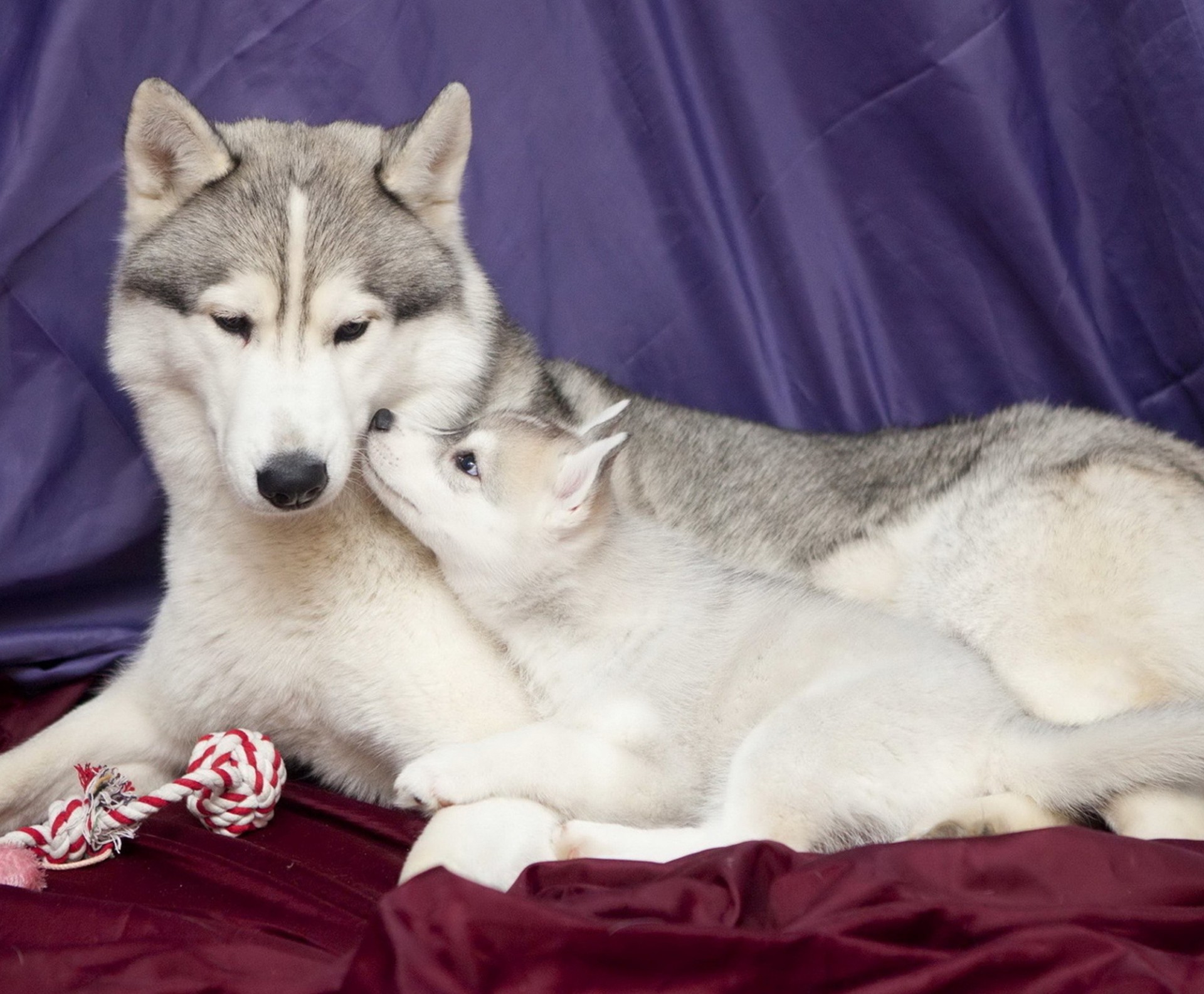 madre husky husky cucciolo donnola husky cani giocattoli