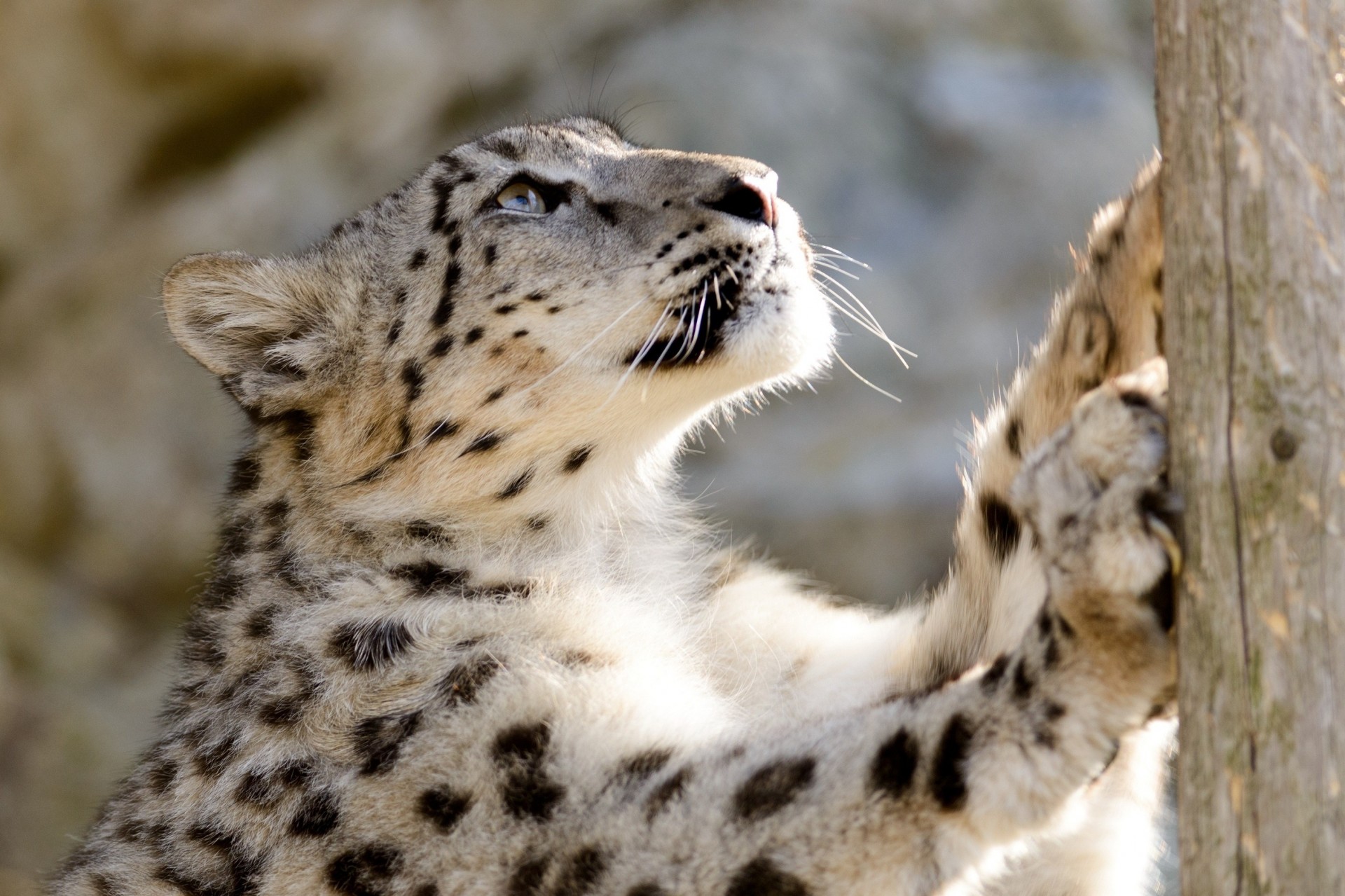 gatto selvatico bestia leopardo