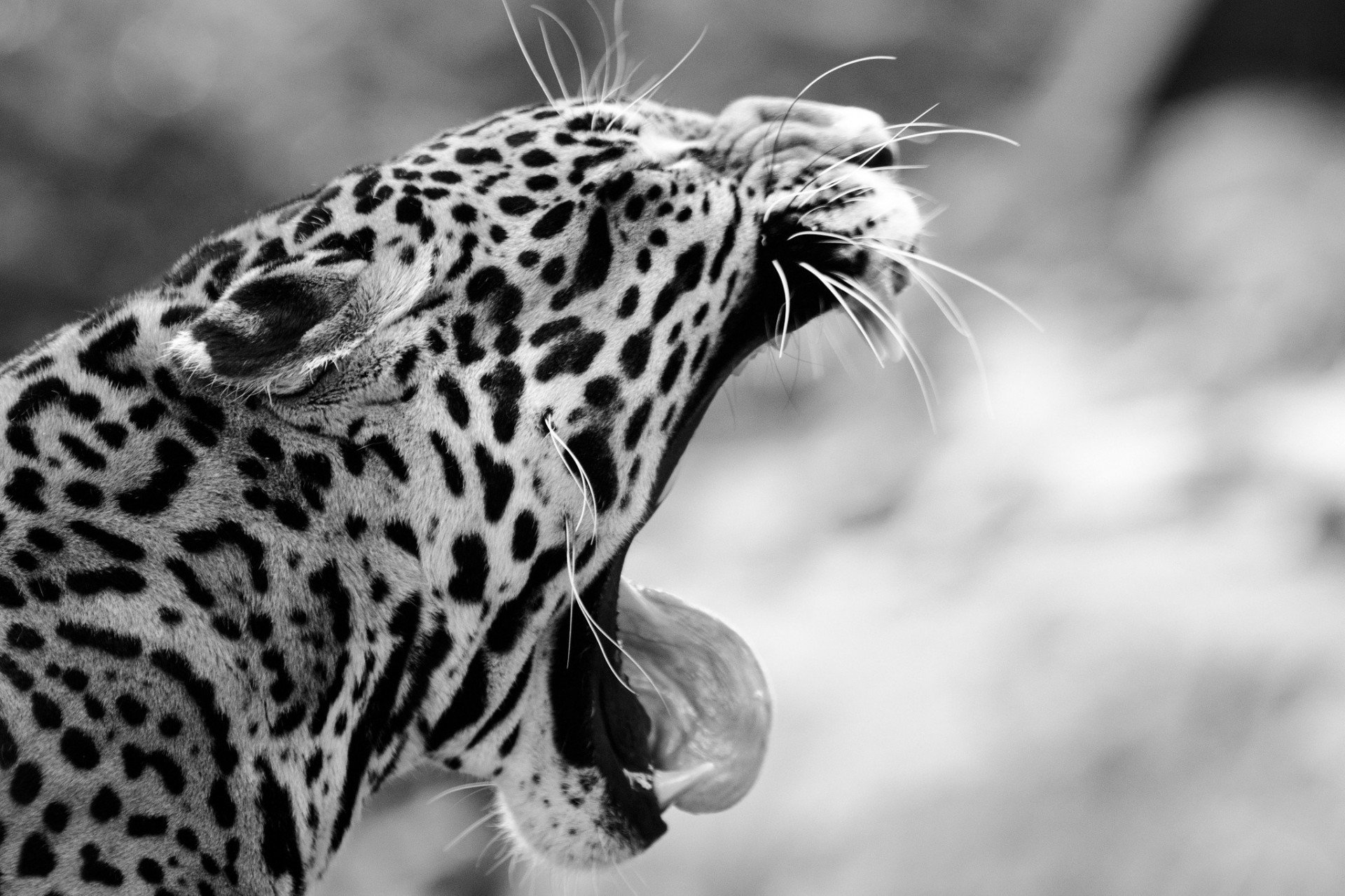 teeth black and white jaguar mouth fangs wild cat yawn