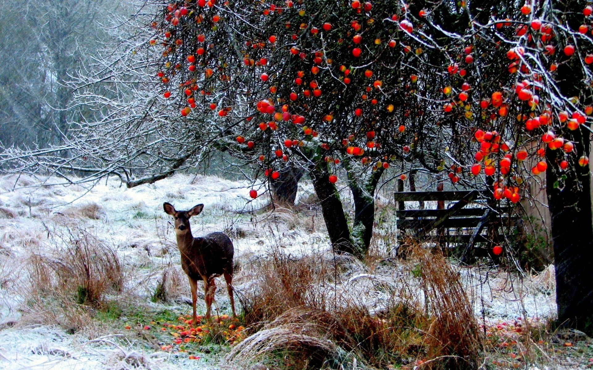 invierno árboles bosque nieve paseo ciervos