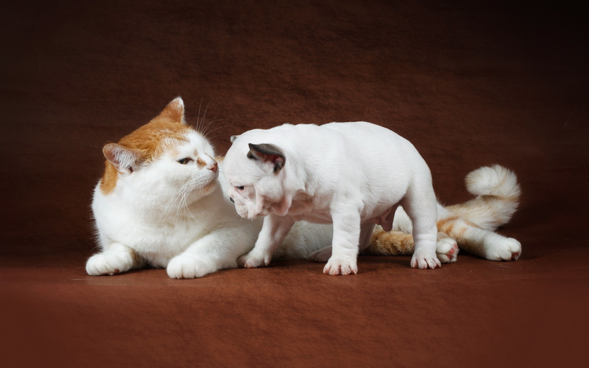 bulldog puppy cat